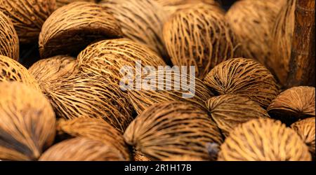 Pile of Suicide tree seed, Pong pong seed or Othalanga or Cerbera oddloam's seed or green sprout on decorate zone with nature light. Stock Photo