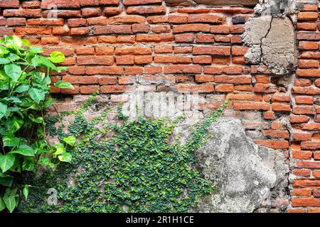 decay old red brick wall Partially covered with green ivy, bricklaying. Stock Photo