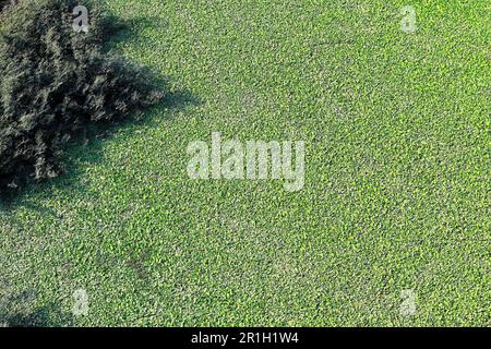 Water hyacinth (Eichhornia crassipes) plants green leaves in the glade. Stock Photo