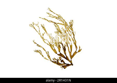 Dictyota brown seaweed branch isolated on white. Brown algae. Stock Photo