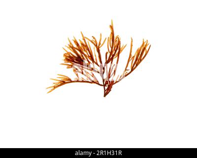 Brown algae branch isolated on white. Brown seaweed. Stock Photo