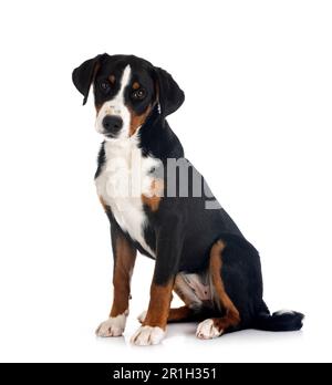 puppy Appenzeller Sennenhund in front of white background Stock Photo