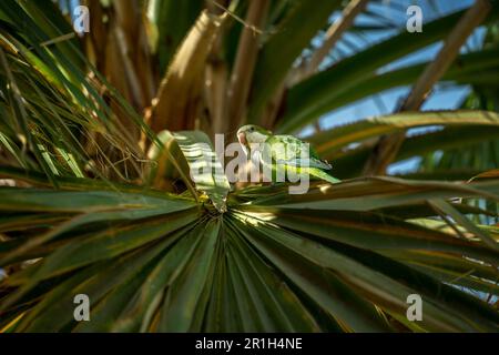 Green parrot - a.k.a. Monk Parakeet - sitting between the leaves of a palm tree in Parque de Málaga, Spain Stock Photo