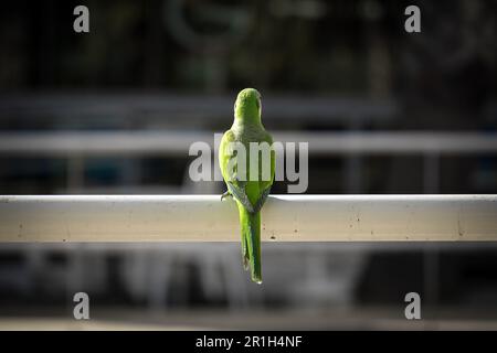 Symmetrical back portrait of a Green parrot - a.k.a. Monk Parakeet - sitting on a railing in Parque de Málaga, Spain Stock Photo