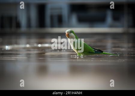 Green parrot - a.k.a. Monk Parakeet - standing in a puddle, in a park of Málaga, Spain Stock Photo