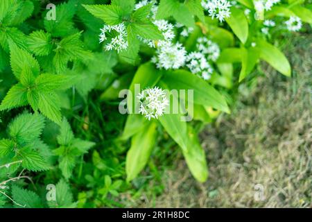 Allium ursinum, known as wild garlic, ramsons, cowleekes, cows's leek, cowleek, buckrams, broad-leaved garlic, wood garlic, bear leek Stock Photo
