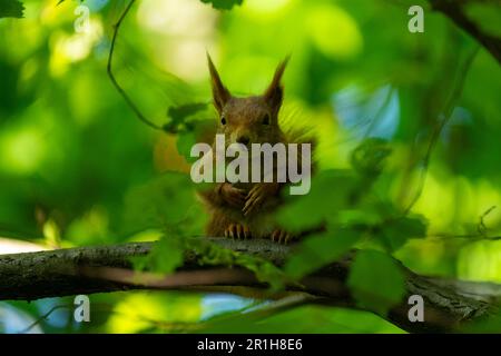 Squirrel sitting on a tree branch Stock Photo