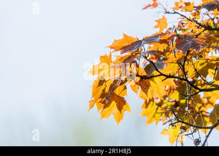 Acer platanoides, commonly known as the Norway maple background orange leaves Stock Photo