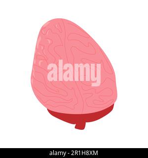 human brain vector illustration in a flat style Stock Vector