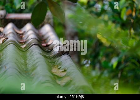 Small cute chipmunk on a rooftop looking around Stock Photo