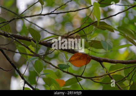 Small chipmunk in the trees cleaning Sri lanka Stock Photo