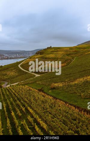 A vertical of lush, hilly vineyard stretching across hills on a cloudy day Stock Photo