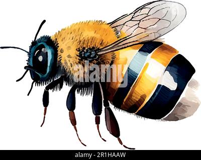 Colorful bee watercolor in beautiful style. Hand drawn vector illustration. Garden nature. Vector collection. Stock Vector