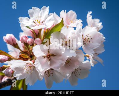 This is a high-quality stock photo featuring a single cherry blossom branch in full bloom against a clear blue sky. It's perfect for use in marketing Stock Photo