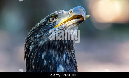 Close up portrait of an adolescent bald eagle with an injured lower beak that was cared for by the World Bird Sanctuary near St. Louis, MO Stock Photo