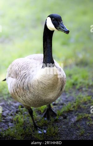 Close up portrait of a beautiful black and white Canada goose in grass on a lake in Germany, Europe Stock Photo