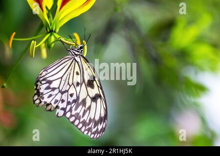 Beautiful rice paper butterfly is posing on flower. Horizontally. Stock Photo