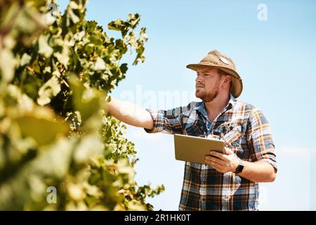 Doing his quality control assessments with the help of technology. a farmer using a digital tablet working in a vineyard. Stock Photo