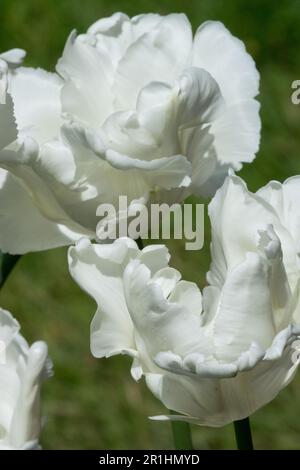 Tulip 'White Parrot' flower portrait Stock Photo