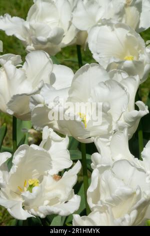 Tulips, White Parrot, Tulipa, White, Parrot, Tulip Stock Photo