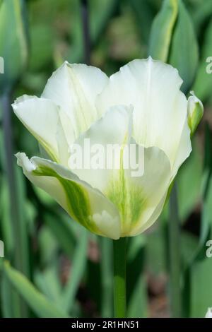 Viridiflora Tulip, Cultivar, Tulipa 'Spring Green', Portrait Stock Photo
