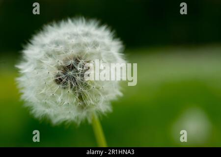 Dandelion seed head close up fairy Stock Photo