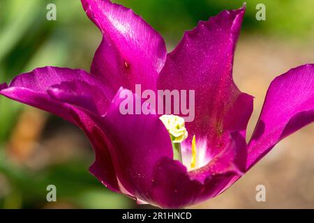Tulip 'Purple Doll', Flower, Tulipa 'Purple Doll', Lily flowered Stock Photo