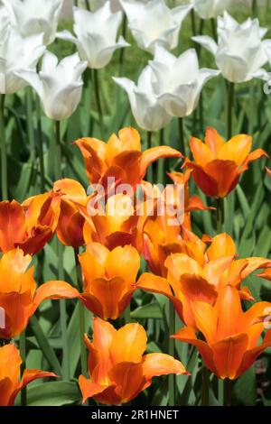 Orange White Flowers, Orange White, Tulips 'Ballerina' Tulip 'White Triumphator' Tulipa, Lily flowered Stock Photo