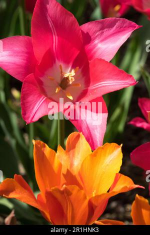 Tulip 'Mariette', Tulipa 'Ballerina', Orange Rose Colour, Lily flowered Tulips Stock Photo