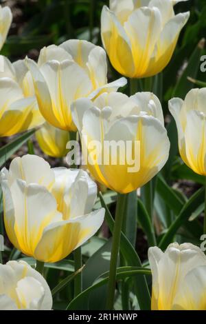 Beauty White, Yellow, Tulips, Fringed, Tulip 'Lemon Chiffon' Tulipa, Flowers In Bloom, Garden Stock Photo