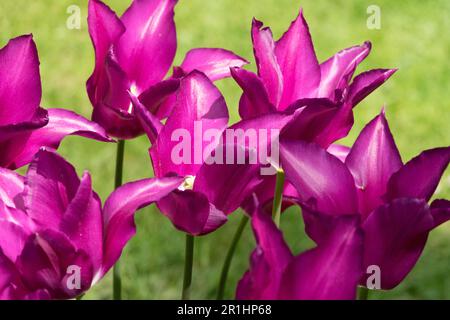 Lily-flowered Tulip 'Purple Dream' Tulipa Purple Tulips Stock Photo