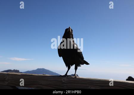 A close-up shot of a common raven perched on a wooden rail in the Roque de los Muchachos Stock Photo