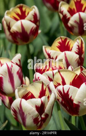 Tulips, Single Late, Tulip 'World Expression', White, Red, Cream, Cultivar Garden Stock Photo