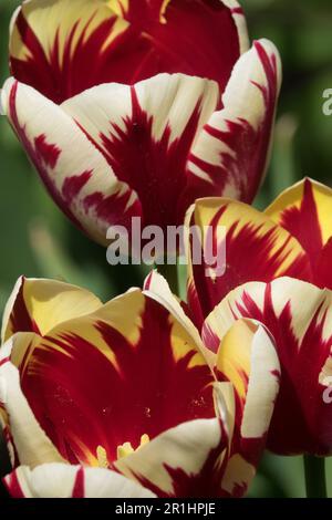 Flaming Tulips 'World Expression' Beautiful, Tulip, White Red, Cultivar Stock Photo