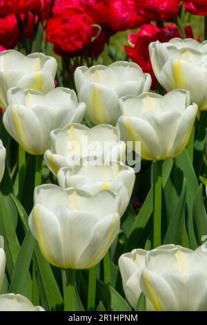 White yellow Tulips Tulip 'Angels Wish' Tulipa Stock Photo