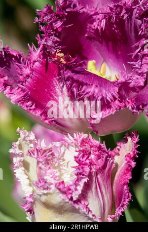 Tulipa "Eyelash", Crispa, Cultivar, Fringed Tulip, Bright, Purple, Colour Stock Photo
