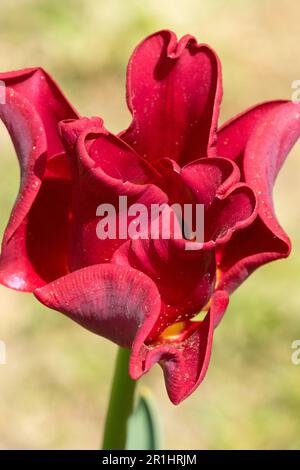 Tulip "Red Dress" Tulipa, Coronet Tulip Stock Photo