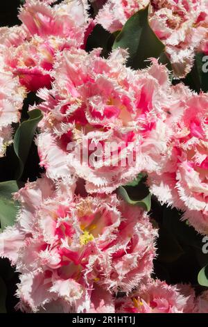 Pink white tulips 'Queensland' Tulip fringed Stock Photo