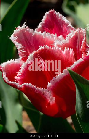 Red Tulip 'Canasta' Tulipa Fringed Tulip Red white lined edges flower Stock Photo