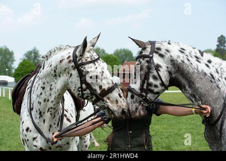 Amazing Horse - Appaloosa Horses 