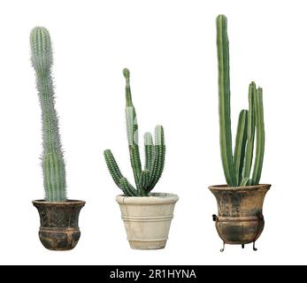 Set with different beautiful cacti on white background Stock Photo