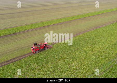Combine harvester harvests sugar beet on the field. Aerial view. High quality photo Stock Photo