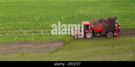 Combine harvester harvests sugar beet on the field. Aerial view. High quality photo Stock Photo