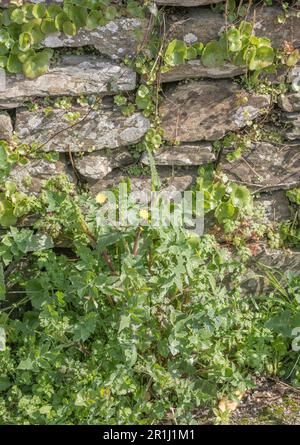 Flowering Smooth Sow-thistle / Sonchus oleraceus - the leaves of which are an edible foraged wild green. Common UK weed seen here by stone wall. Stock Photo