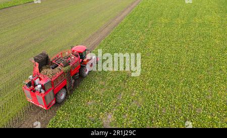 Combine harvester harvests sugar beet on the field. Aerial view. High quality photo Stock Photo