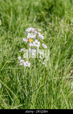 Pale lilac-white flowers of Cuckoo-flower, Lady's Smock / Cardamine pratensis. Once used in folk remedies and leaves also eaten for peppery taste Stock Photo