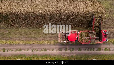 Combine harvester harvests sugar beet on the field. Aerial view. High quality photo Stock Photo