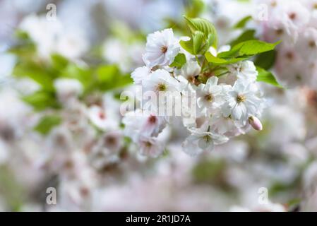Prunus serrulata hisakura hi-res stock photography and images - Alamy