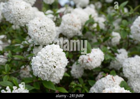 Viburnum opulus or Snowball tree flowers in a garden. Narrow depth of field, focus on the flower on the left Stock Photo