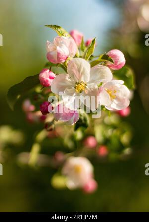 White-pink apple blossoms in the city garden 14.05.2023 Bialystok Poland. Garden and spring flowers. Stock Photo